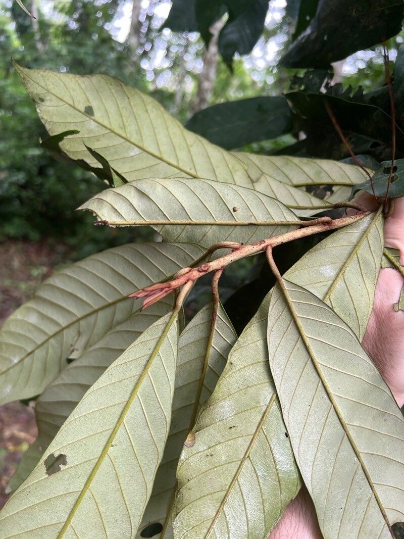 Chrysophyllum boukokoënse — related species from the same genus