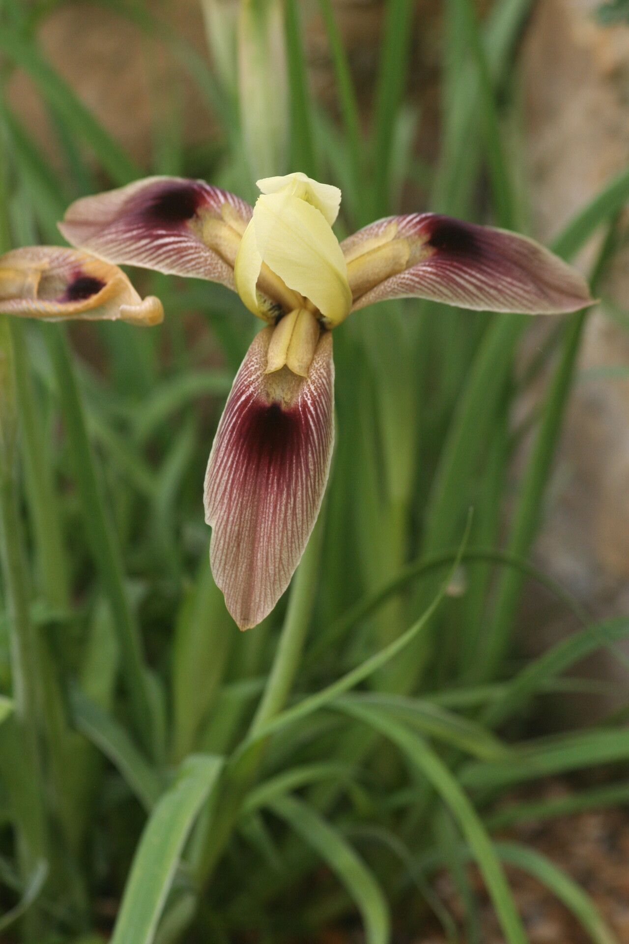 Iris afghanica flower