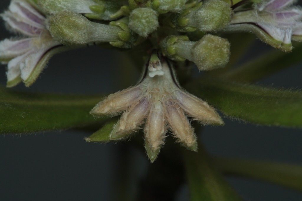 Scaevola balansae fruit