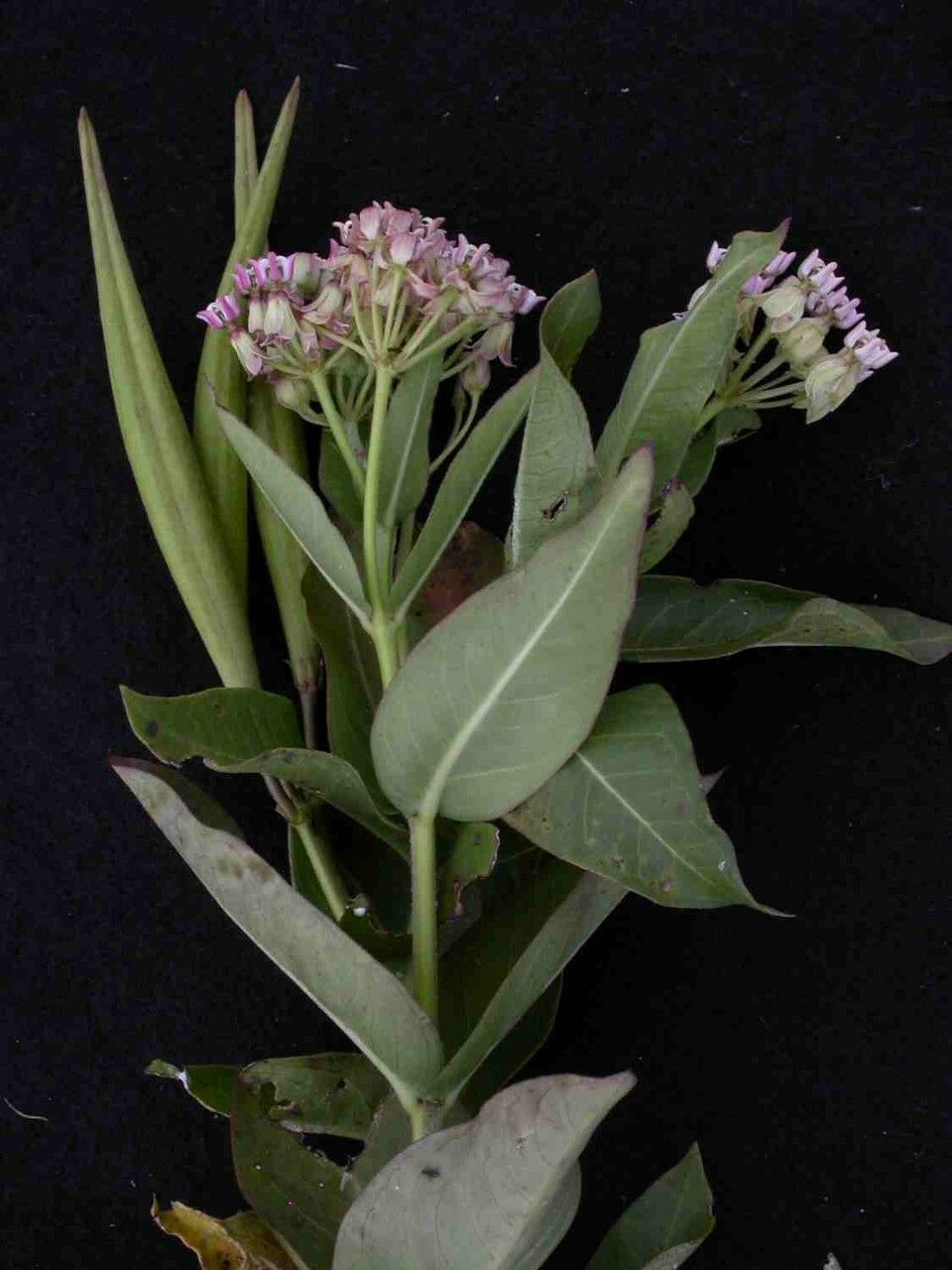 Asclepias mellodora flower