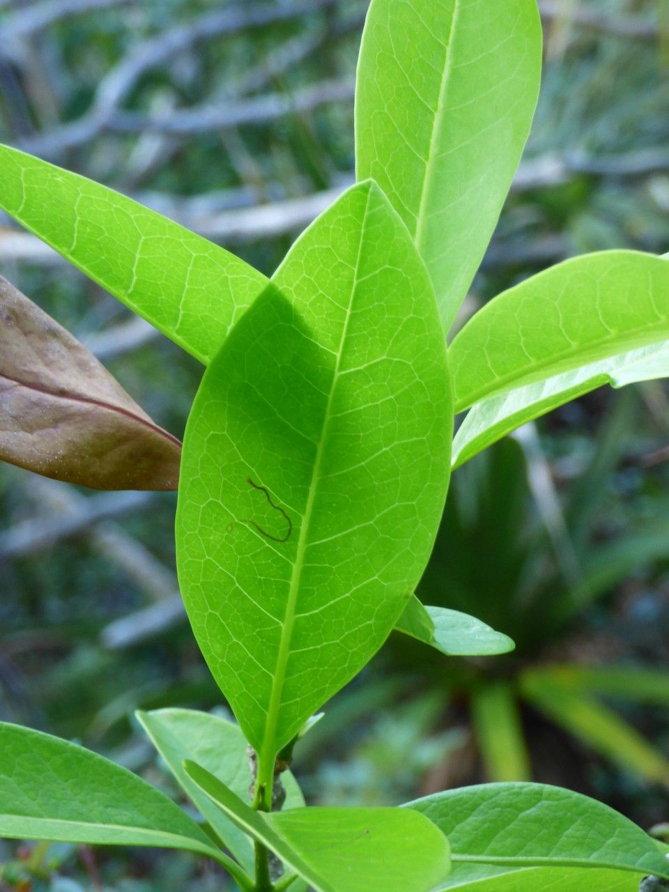 Chionanthus broomeanus leaf