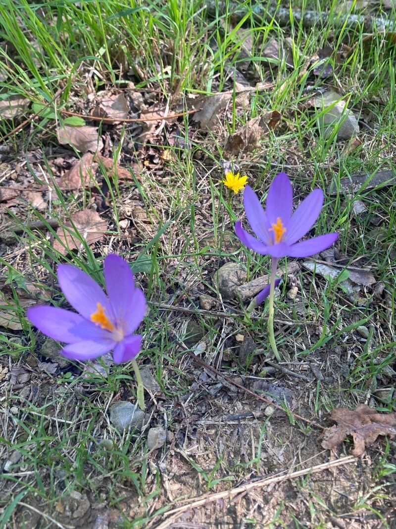 Colchicum alpinum x Colchicum autumnale flower