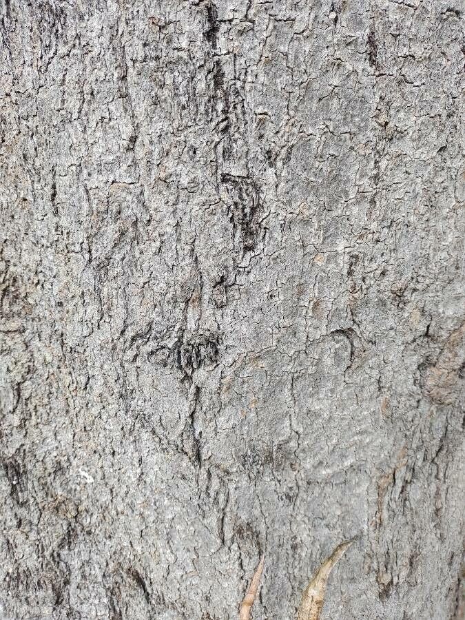 Handroanthus heptaphyllus bark