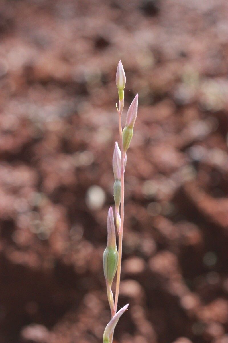 Thelymitra longifolia bark