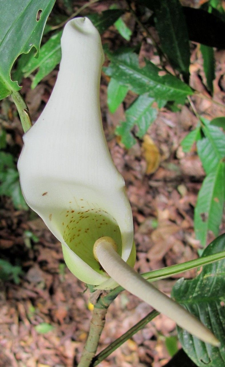 Philodendron inaequilaterum flower