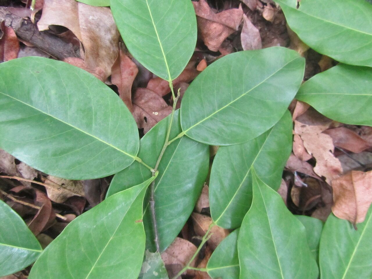 Ruptiliocarpon caracolito — search result for 'Suriname'