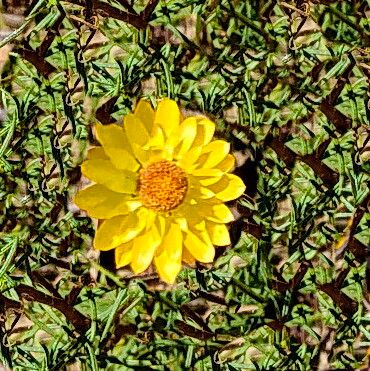 Xerochrysum viscosum — related species from the same genus