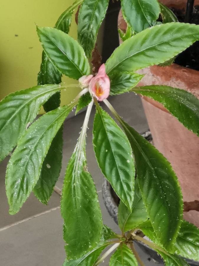 Impatiens bicaudata — search result for 'Impatiens'