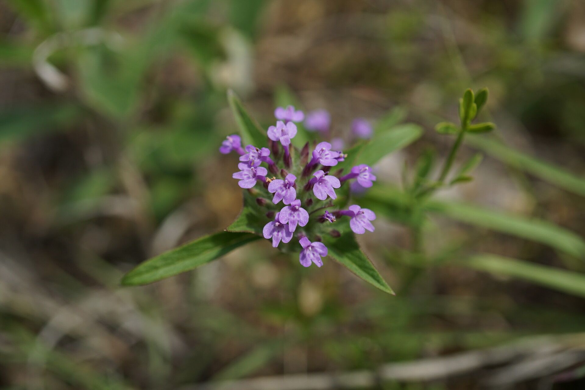 Ziziphora capitata — search result for 'Iraq'