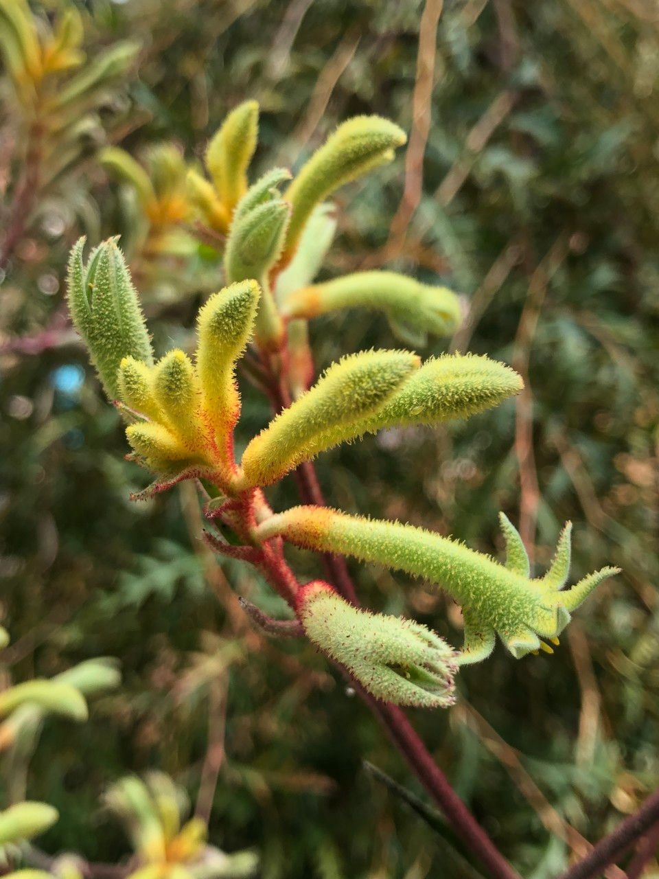 Anigozanthos spp. fruit