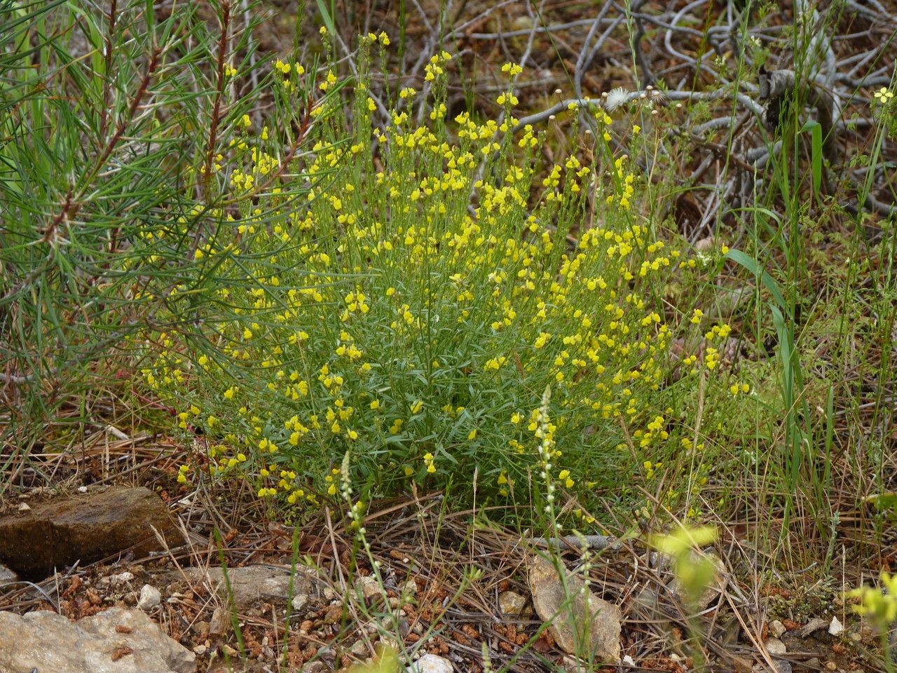 Linaria saxatilis habit