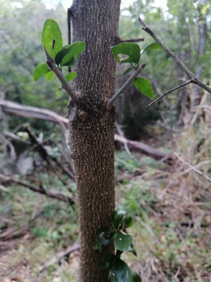 Schoepfia schreberi bark