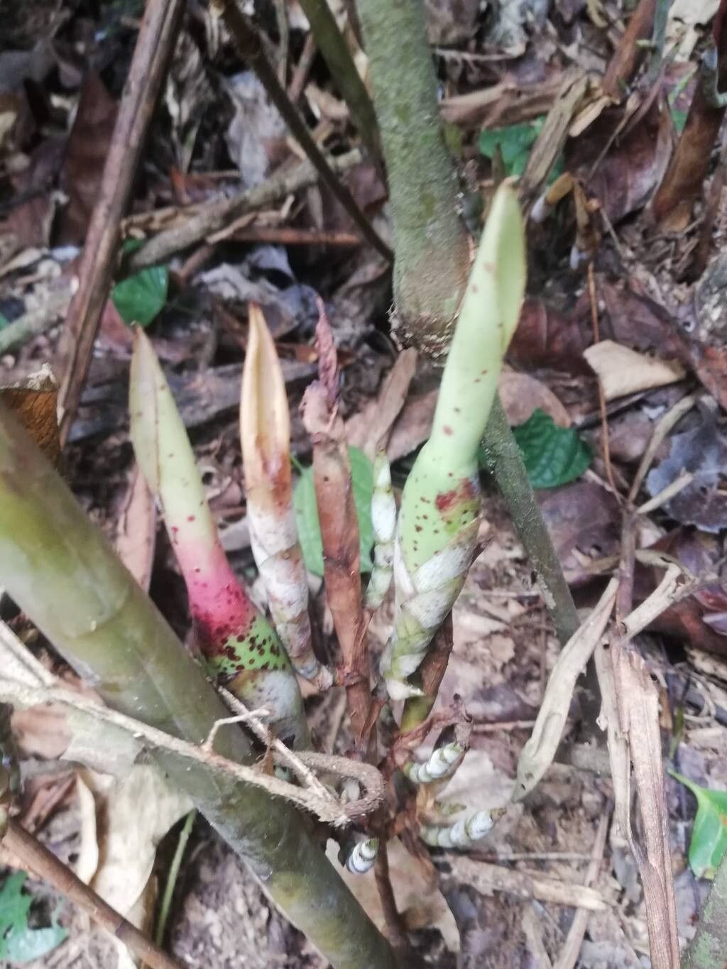 Aframomum citratum fruit