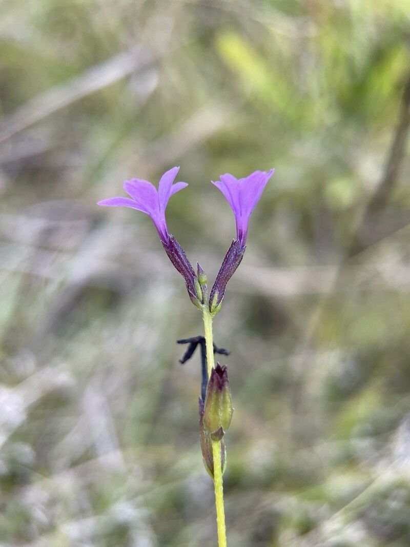 Buchnera longifolia flower