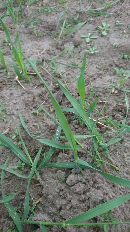 Elytrigia intermedia — related species from the same genus