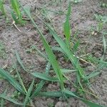 Elytrigia intermedia