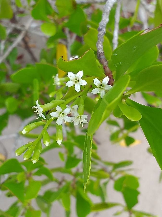 Lumnitzera racemosa flower