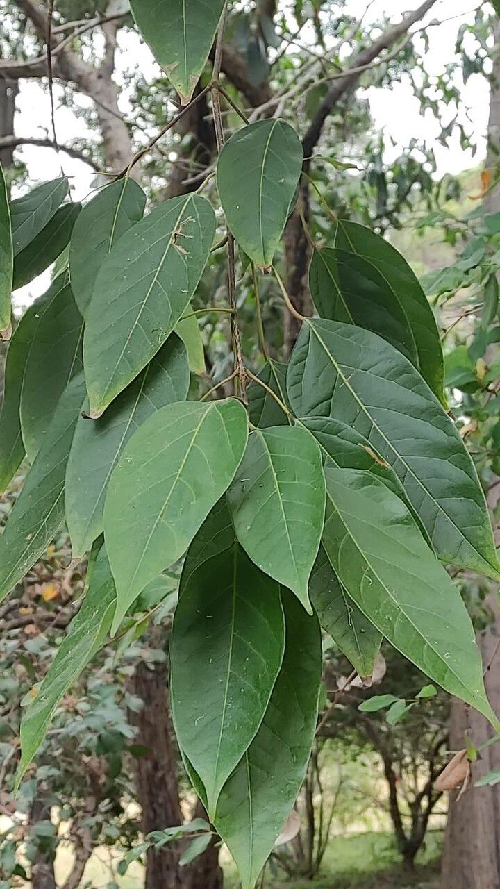 Acer oblongum — search result for 'Acer'