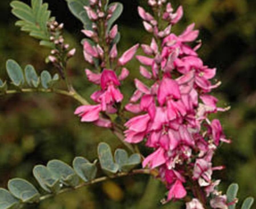 Indigofera australis flower