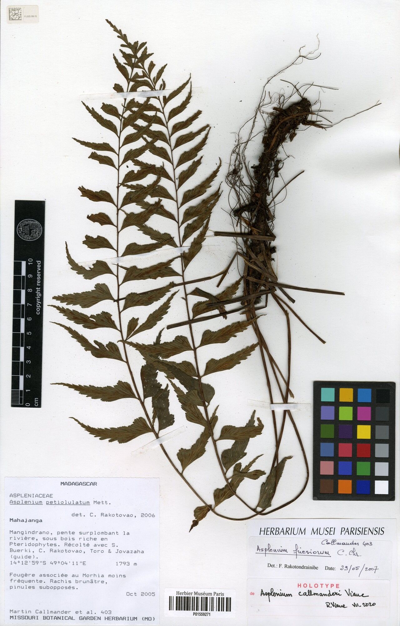 Asplenium callmanderi — houseplant care guide