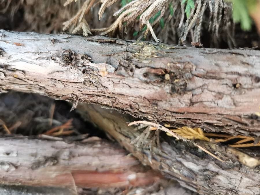 Microbiota decussata bark