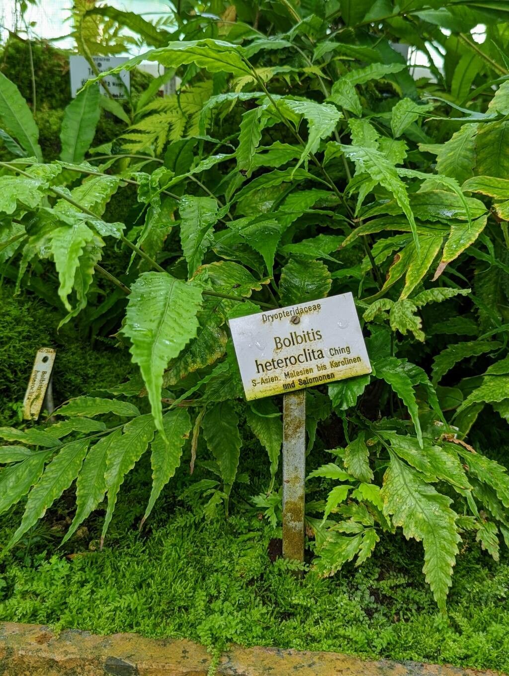 Bolbitis heteroclita habit
