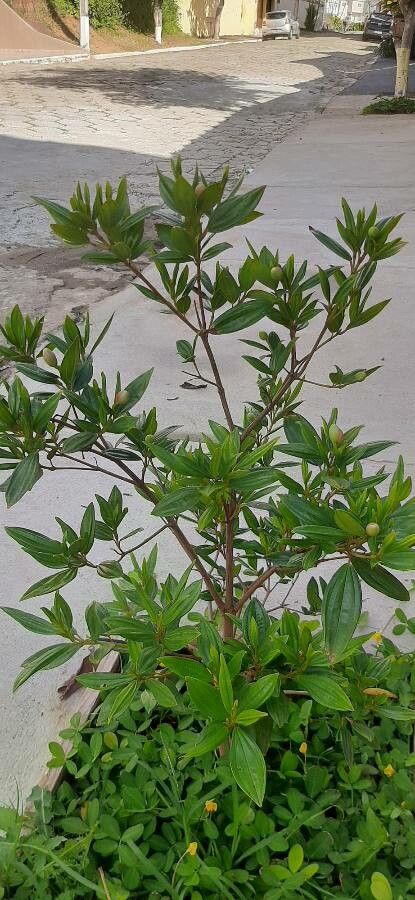 Tibouchina granulosa leaf