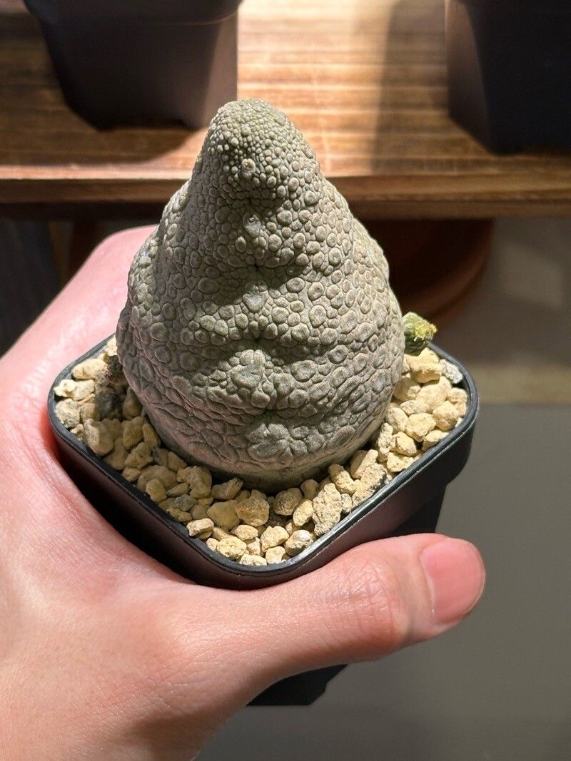 Pseudolithos gigas — related species from the same genus