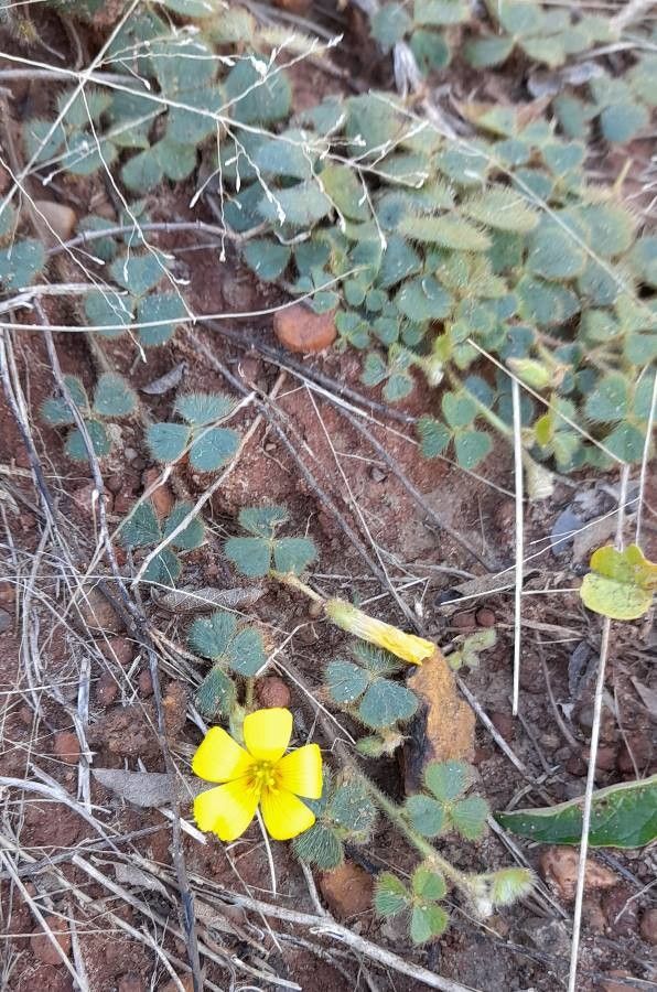 Oxalis lasiopetala — search result for 'Oxalis'