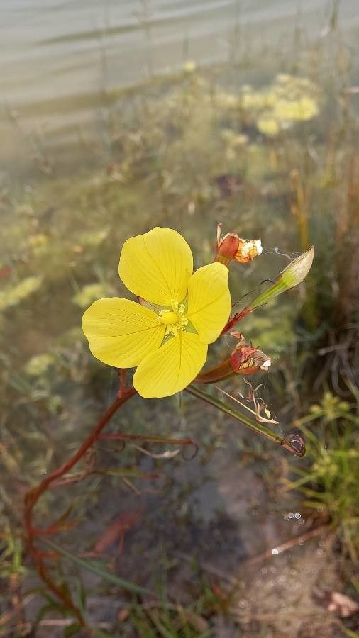 Ludwigia maritima flower