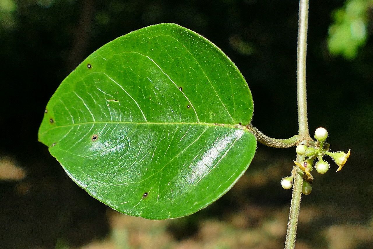 Gymnema tricholepis — related species from the same genus