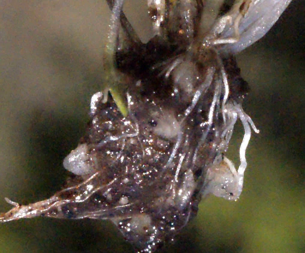 Utricularia multifida leaf