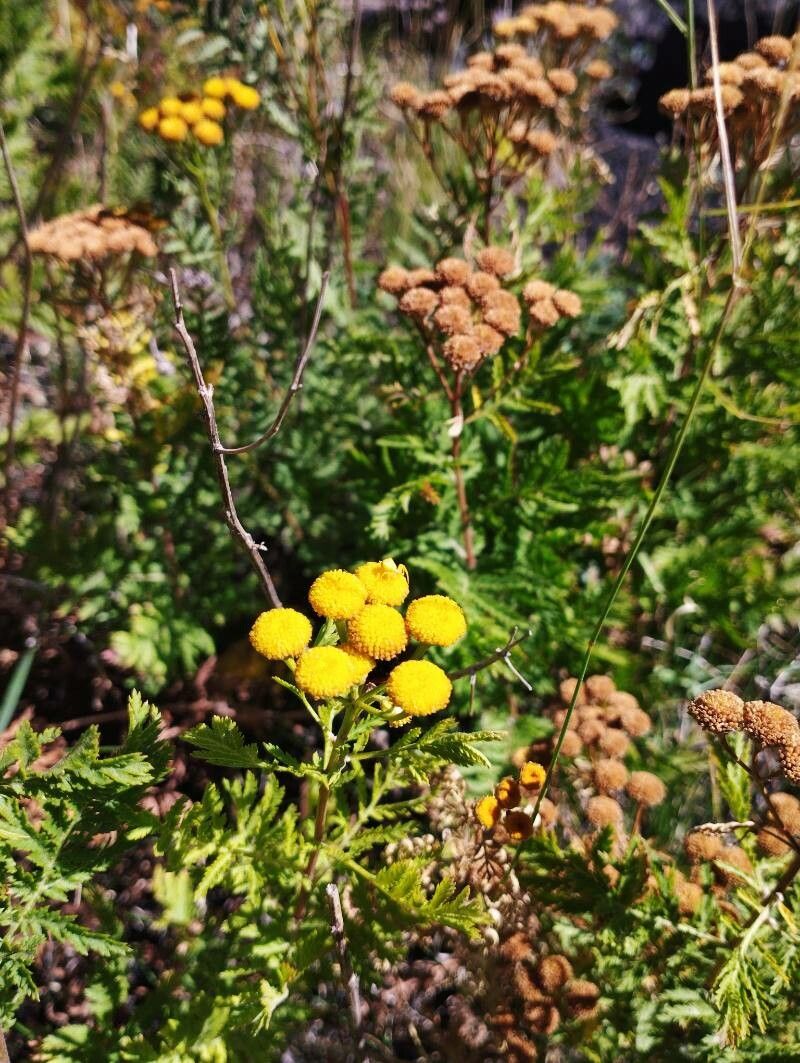 Tanacetum siculum habit