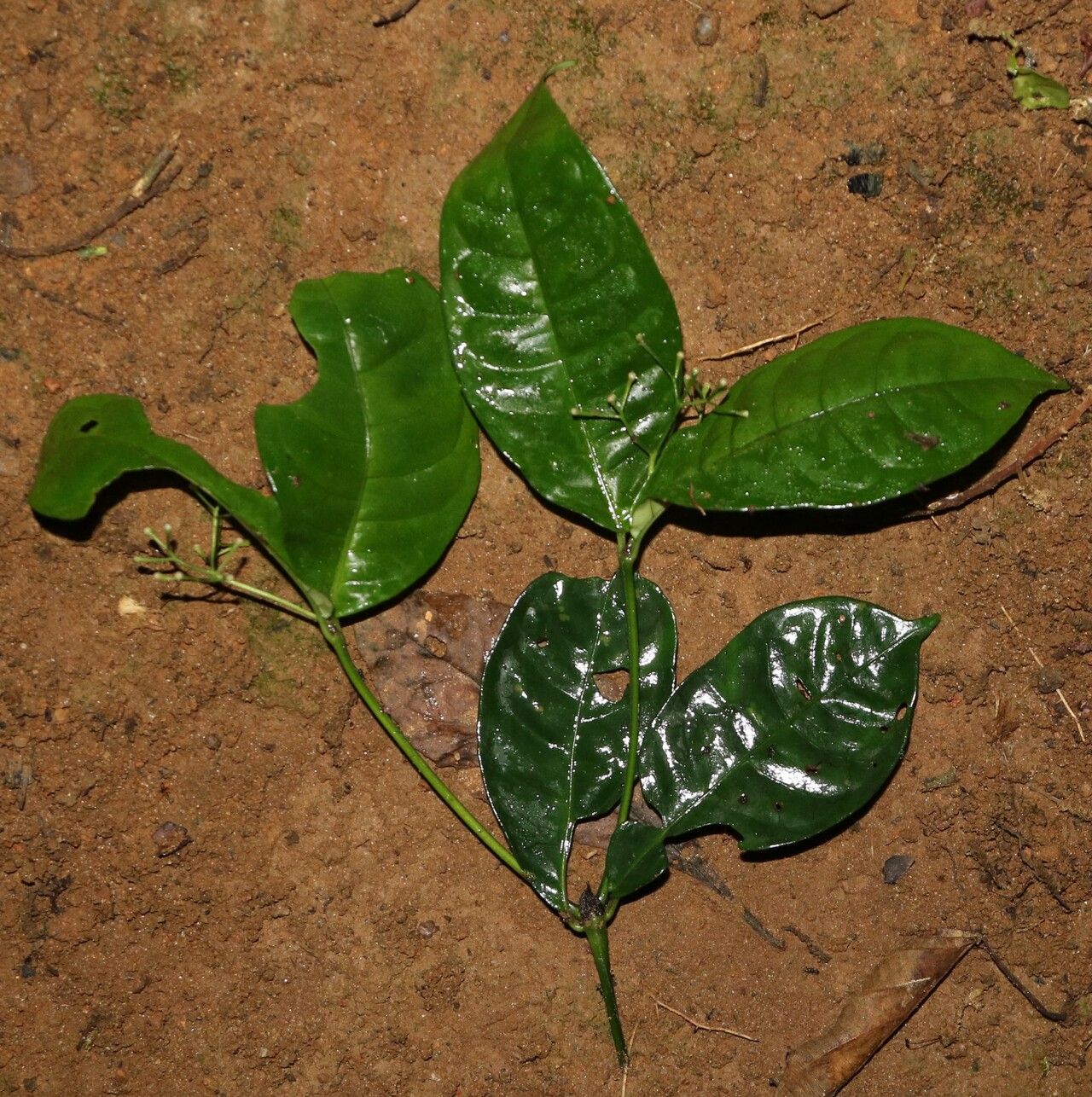 Psychotria bifaria habit