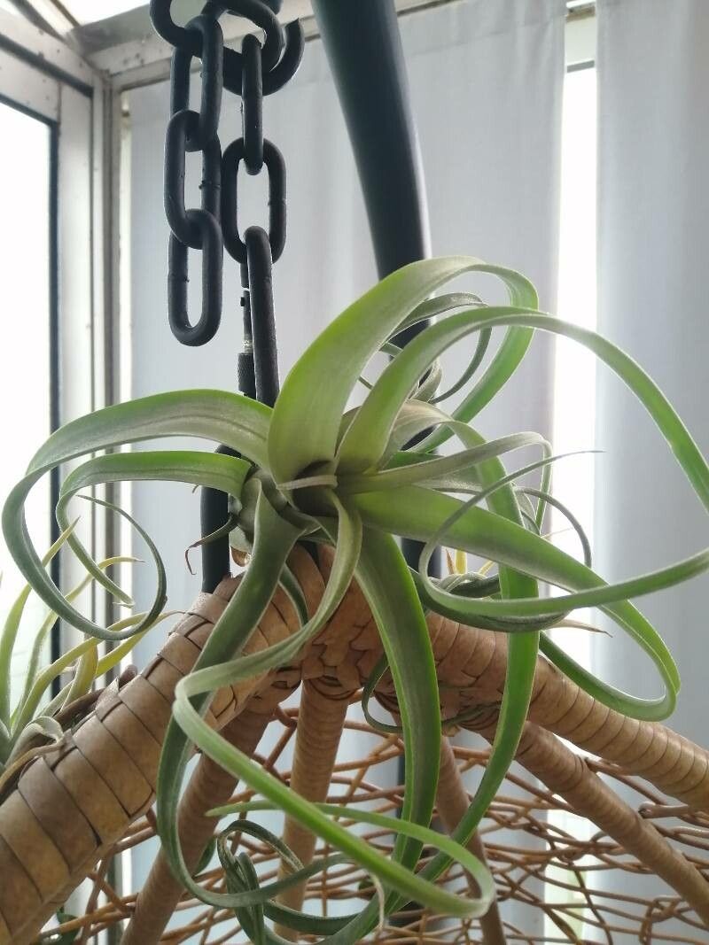 Tillandsia xerographica leaf