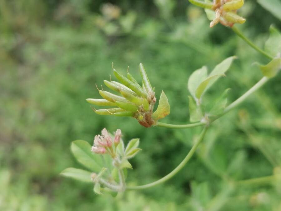Dorycnium rectum fruit