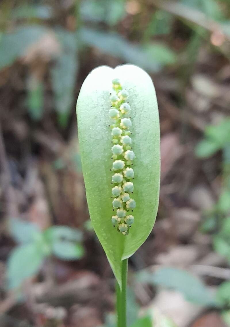 Spathicarpa hastifolia flower