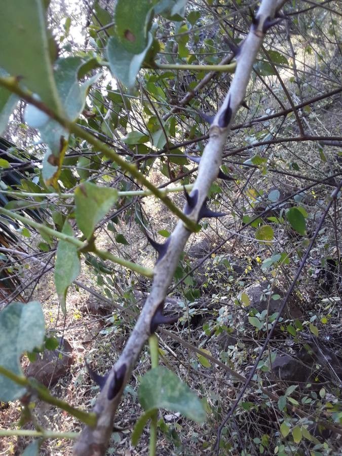 Zanthoxylum chalybeum bark