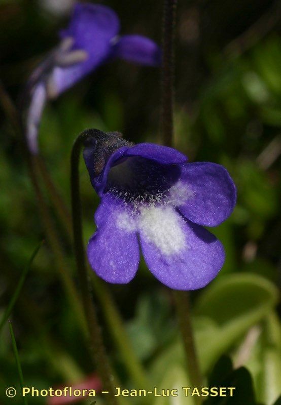 Pinguicula arvetii flower