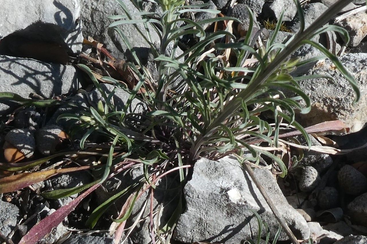 Erysimum duriaei leaf