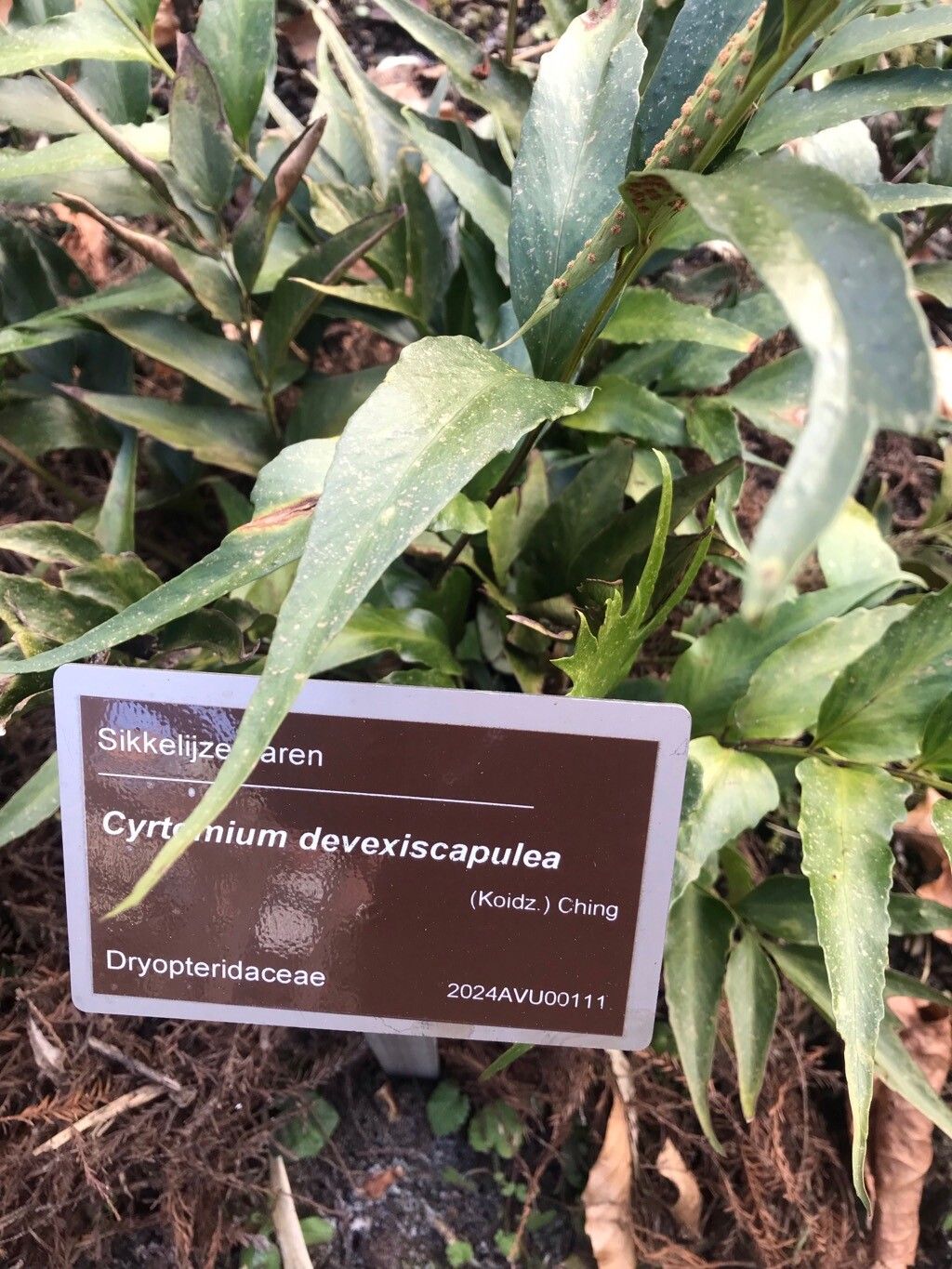 Cyrtomium devexiscapulae — related species from the same genus