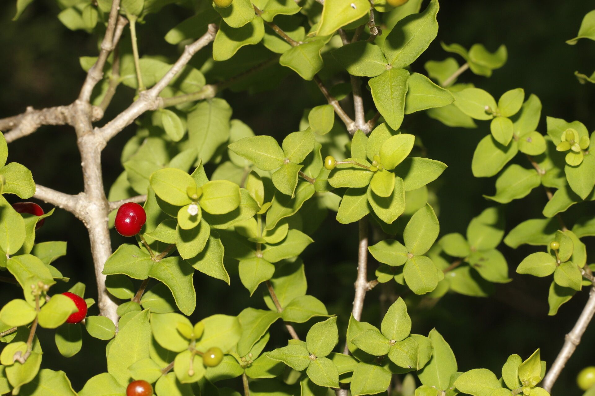 Rauvolfia ligustrina habit