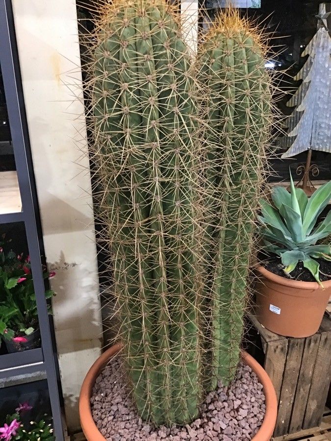 Echinopsis atacamensis leaf