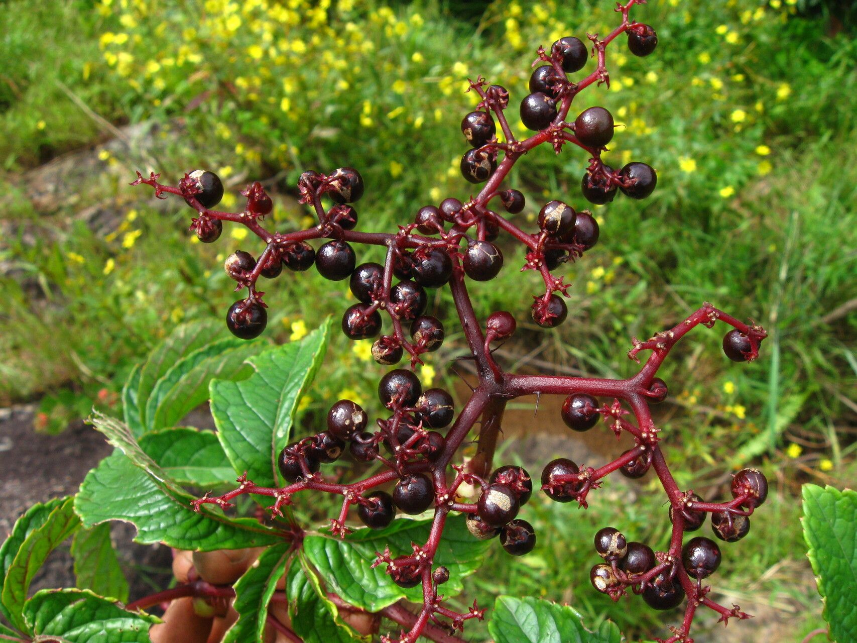 Cyphostemma rubrosetosum — search result for 'Cyphostemma'