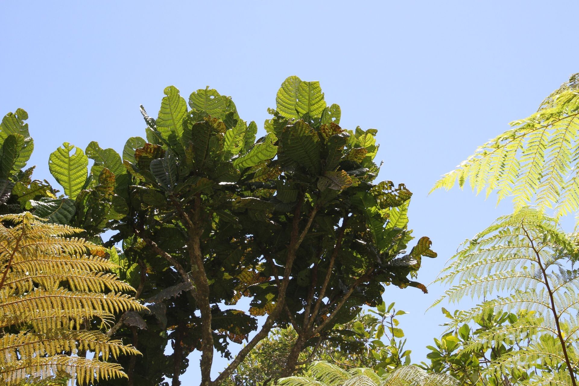 Sloanea magnifolia habit