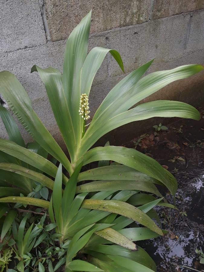 Xiphidium caeruleum — houseplant care guide