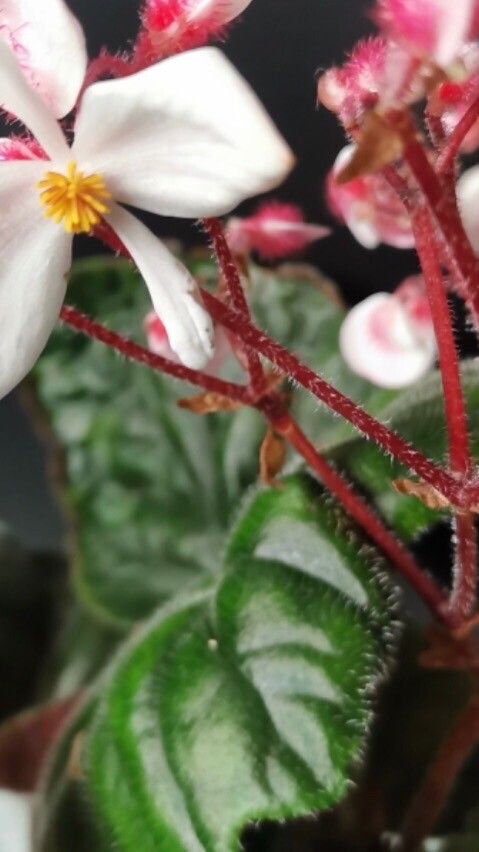 Begonia scharffiana bark