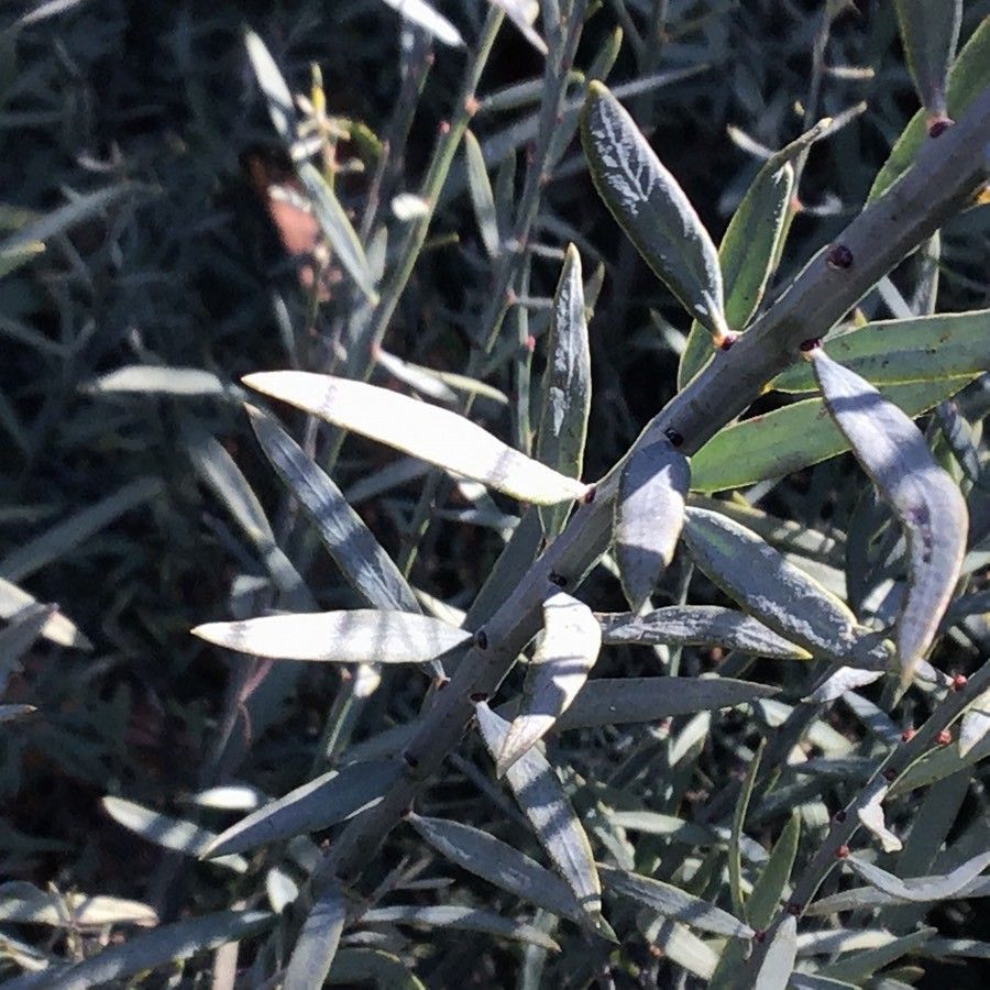 Osyris alba — search result for 'Cassia'