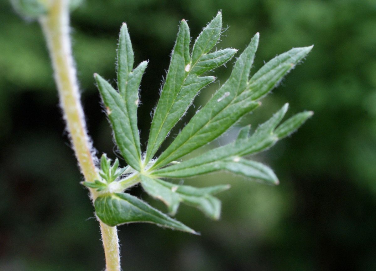 Potentilla inaperta leaf