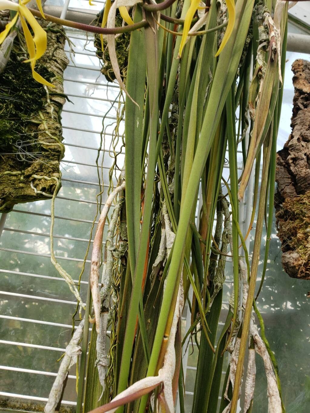 Epidendrum parkinsonianum leaf